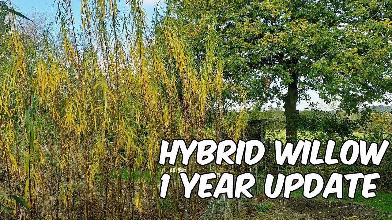 Hybrid Willow 1 Year Update