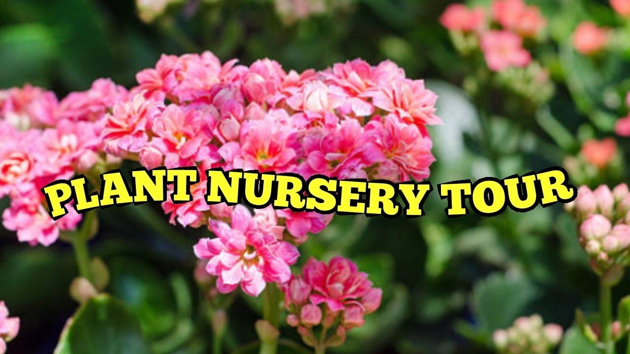 Plant Nursery Tour/Plant names with Price/Plant Haul in India/Bhima Gardens Nursery/Salu Koshy/