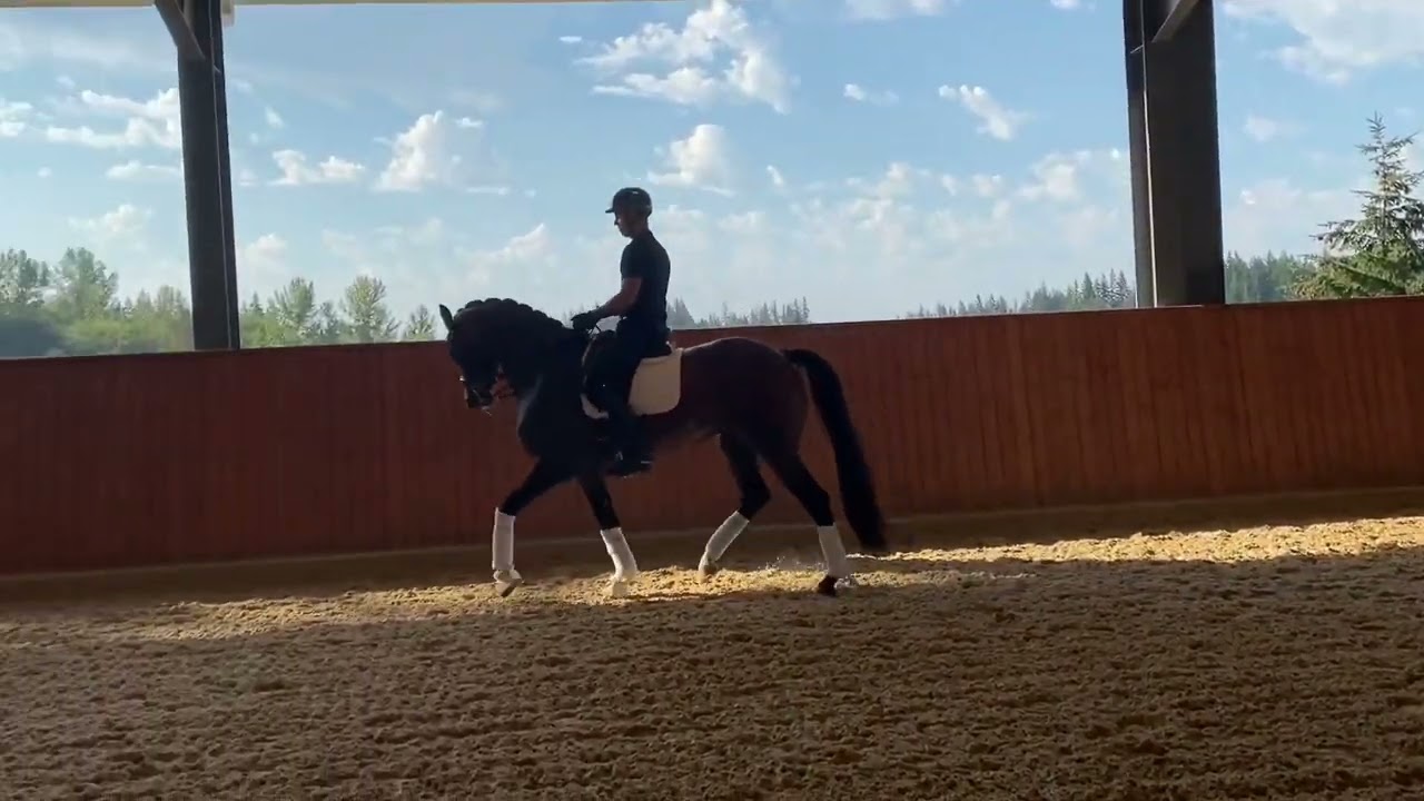 Hansa — 6 year old 3rd level gelding