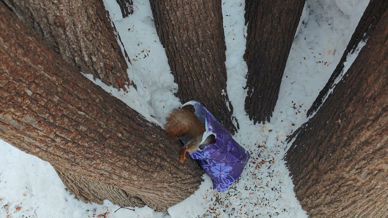 Белка в левое ухо! 🎧🤗 Squirrel to your left ear!