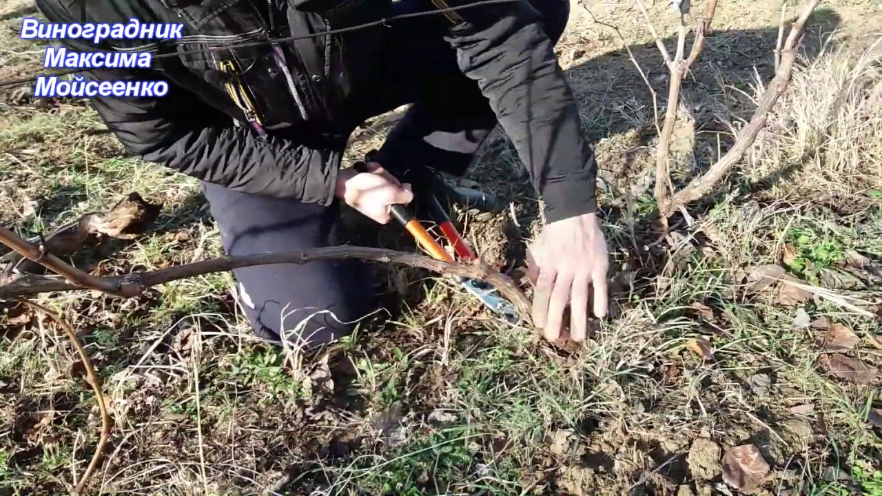 Обрезка и формирование кустов технических сортов винограда-работа над ошибками