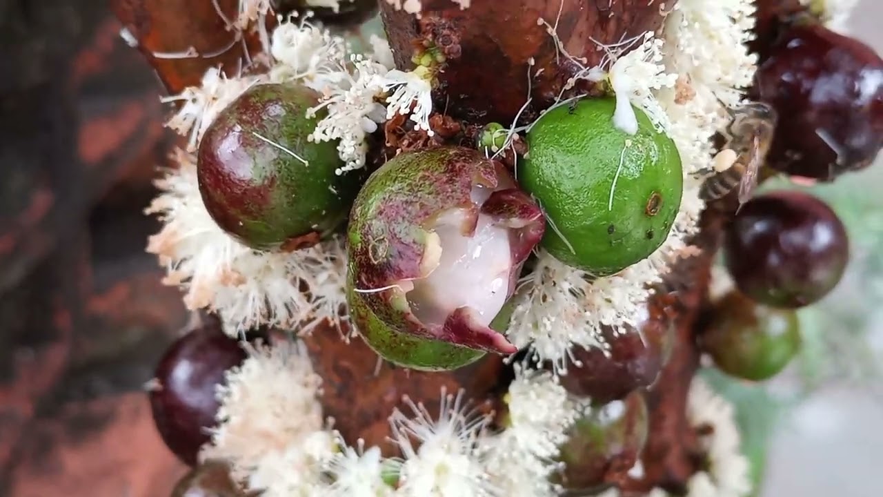 Jabuticaba híbrida em vaso! 10-08-2024. Natureza linda.