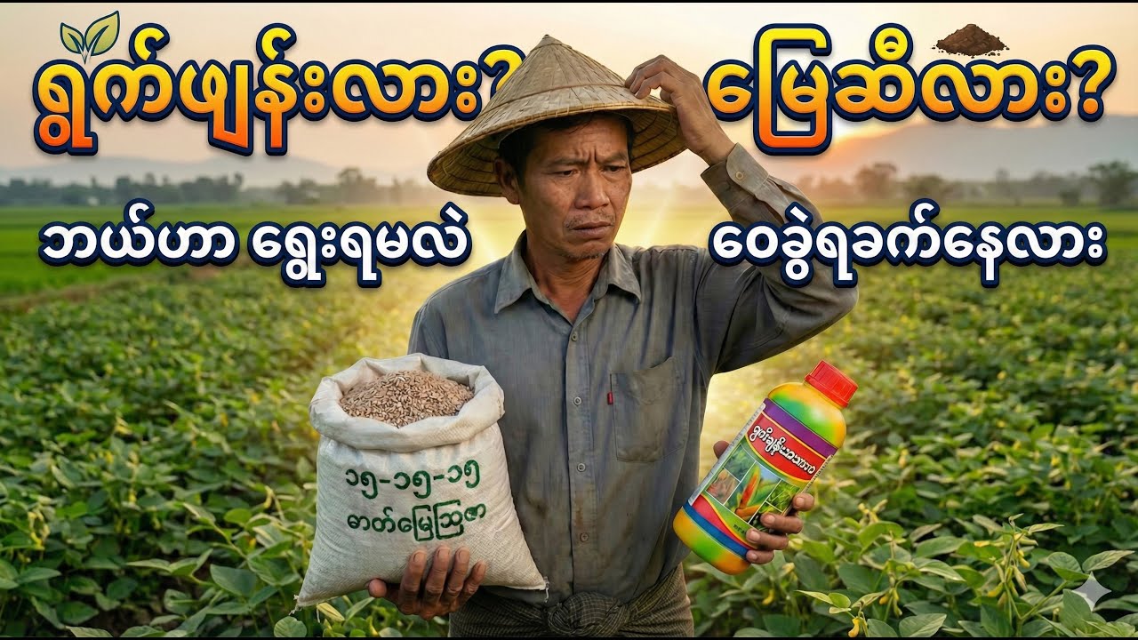ရွက်ဖျန်းအားဆေးက မြေဆီကို အစားထိုးနိုင်လား? (ဘယ်လိုတွဲသုံးရင် အထွက်အများဆုံးလဲ)