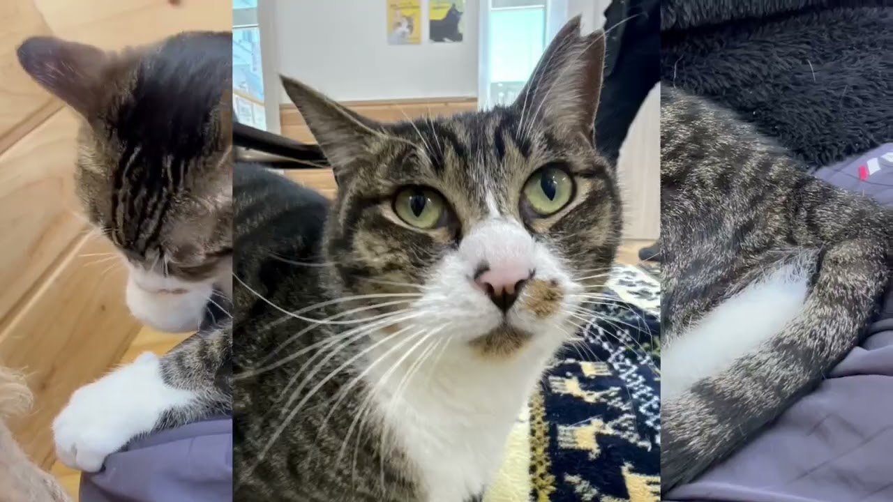 保護猫カフェcolors　猫紹介　4話　ロミオ　#就労継続支援B型#保護猫カフェ#福祉と猫