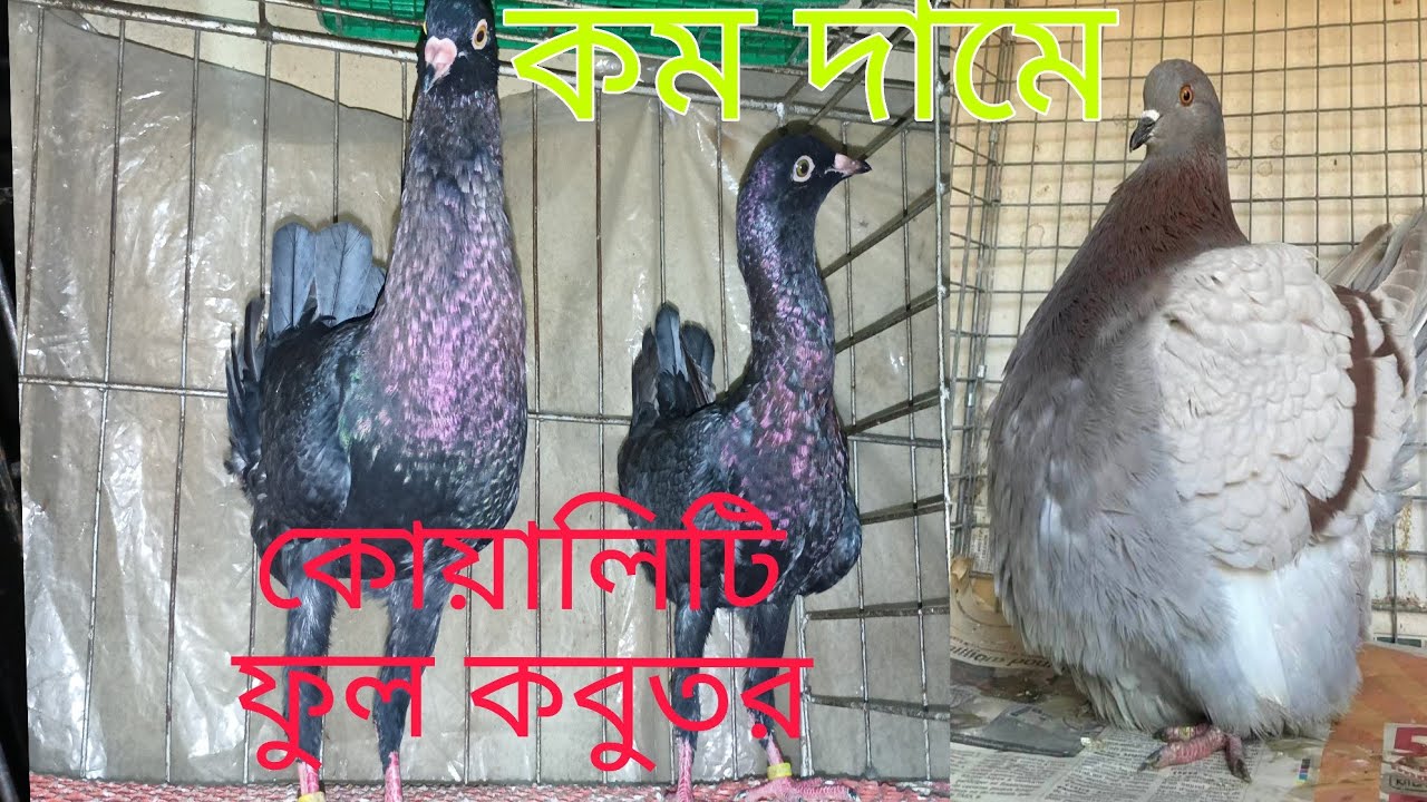সরাসরি খামার থেকে কবুতর কিনুন কম দামে কোয়ালিটি ফুল কবুতর 