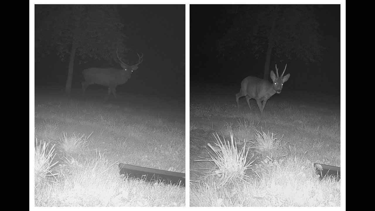 Wildlife at Lithuanian countryside (September - October)