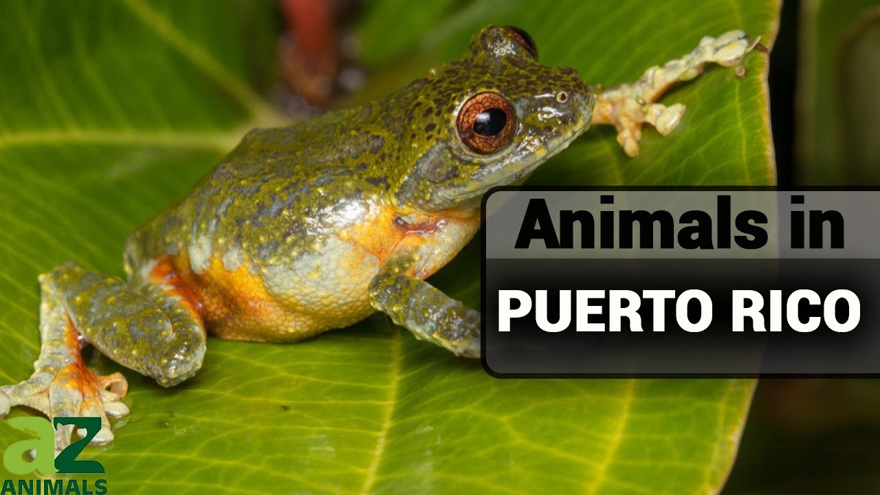 Wildlife In Puerto Rico: Discover Amazing Puerto Rican Animals!