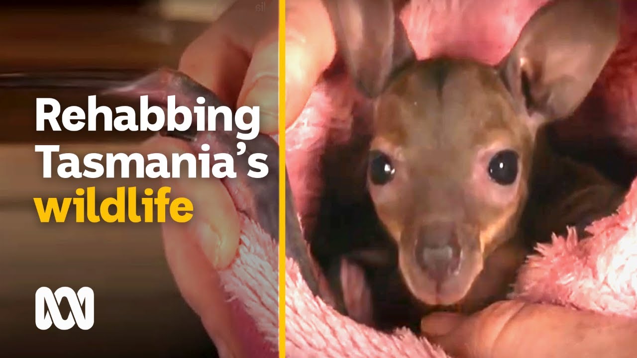 Wildlife carer and ambulance officer cares round-the-clock | Faces of Tassie | ABC Australia