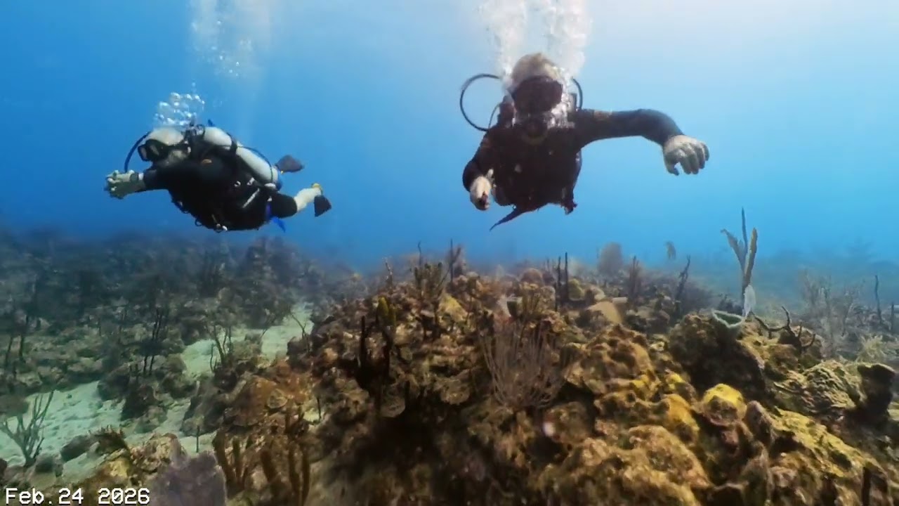 Scuba Feb 24, 2026