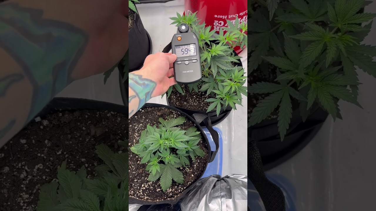 PPFD. Does it matter? #plants #PPFD #veg #acinfinity #whatsnext
