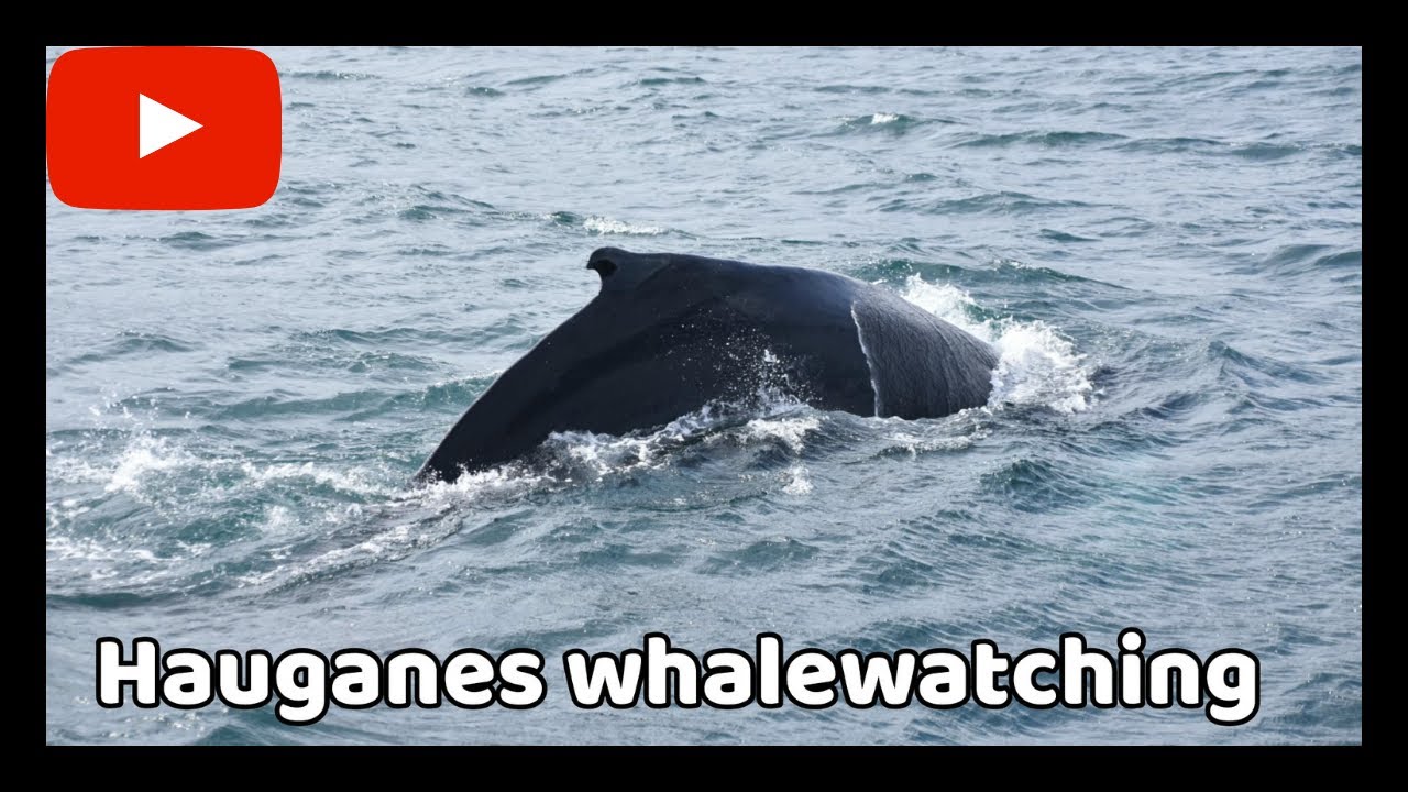 Icelandic wonders :  Whale watching Hauganes