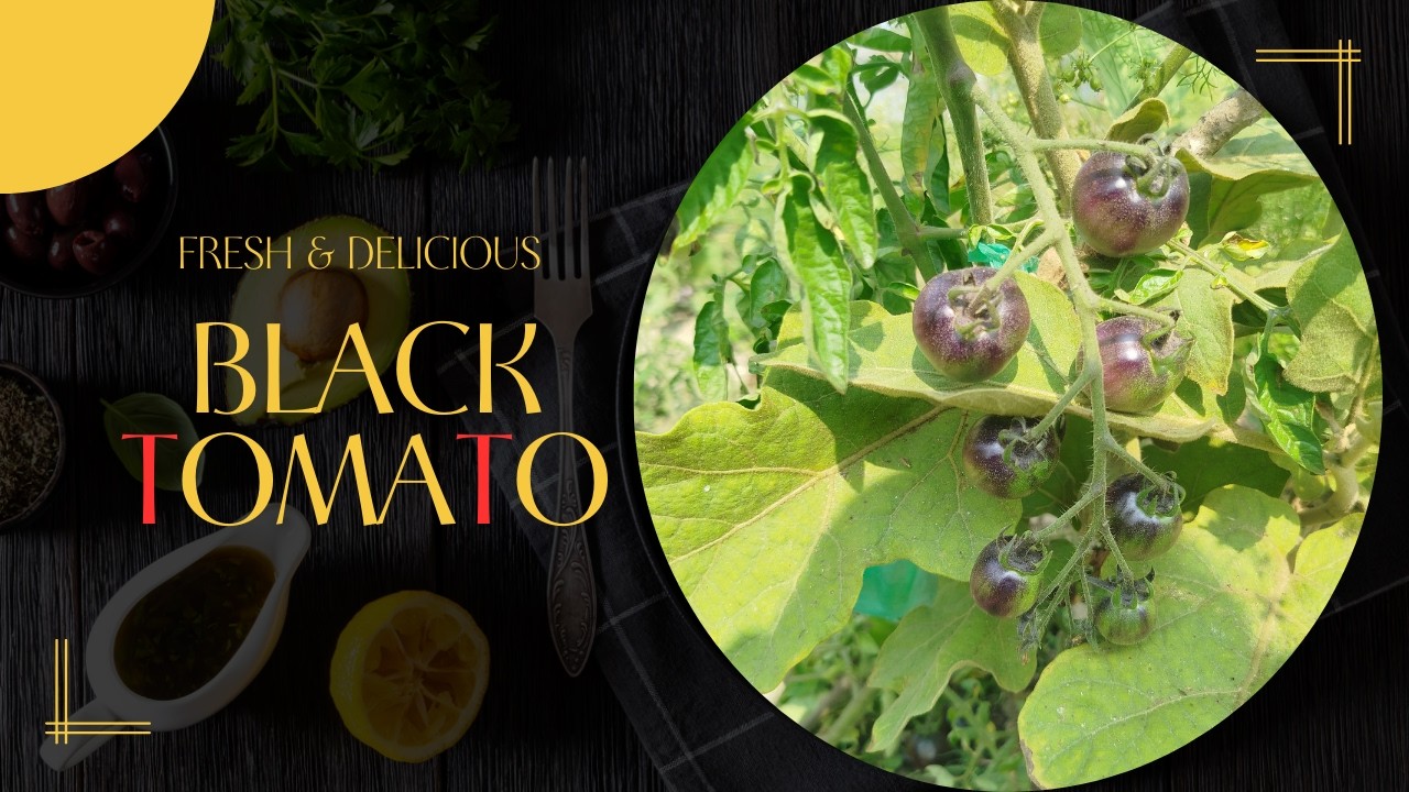 How I Grow Black Cherry Tomatoes at Home  Pesticide Free Organic Gardening