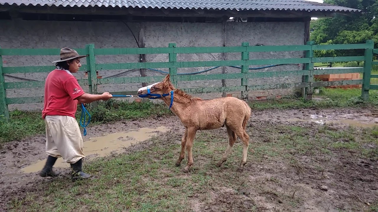Como in&iacute;cio a ensinar os potros  A Cabrestiar....
