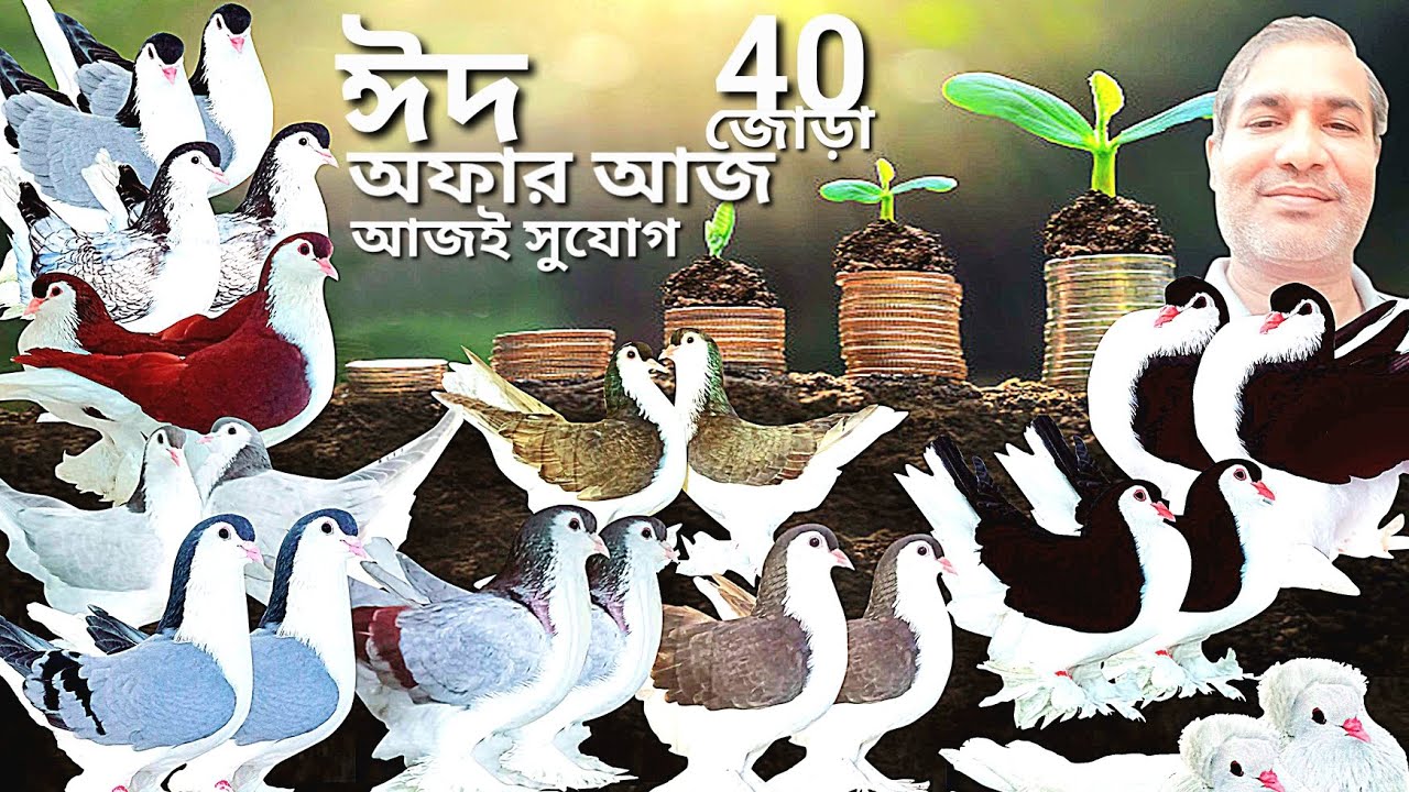 ঈদ অফারে কম দামে ফ্রেন্সি কবুতর কিনুন | আজই সুযোগ একদম পানির দামে লাহরী সিরাজি কবুতর ক্রয় করুন | 07