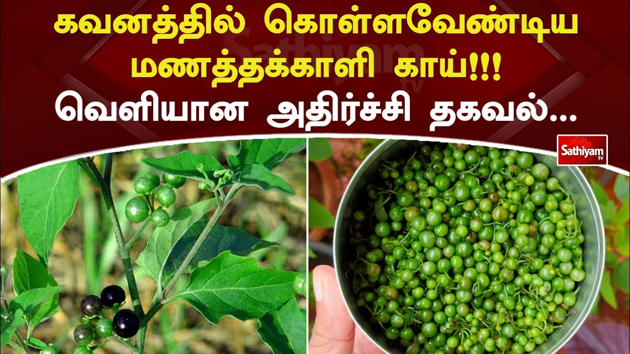 கவனத்தில் கொள்ளவேண்டிய மணத்தக்காளி காய்!!! வெளியான அதிர்ச்சி தகவல் | Web Special | Sathiyam Tv