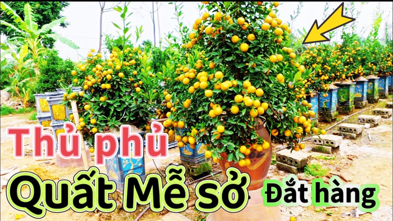 Siêu quất Mễ sở văn Giang 