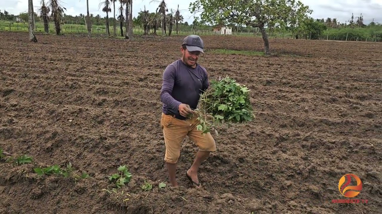 Plantio de batata-doce no Mandu 🌱🍠