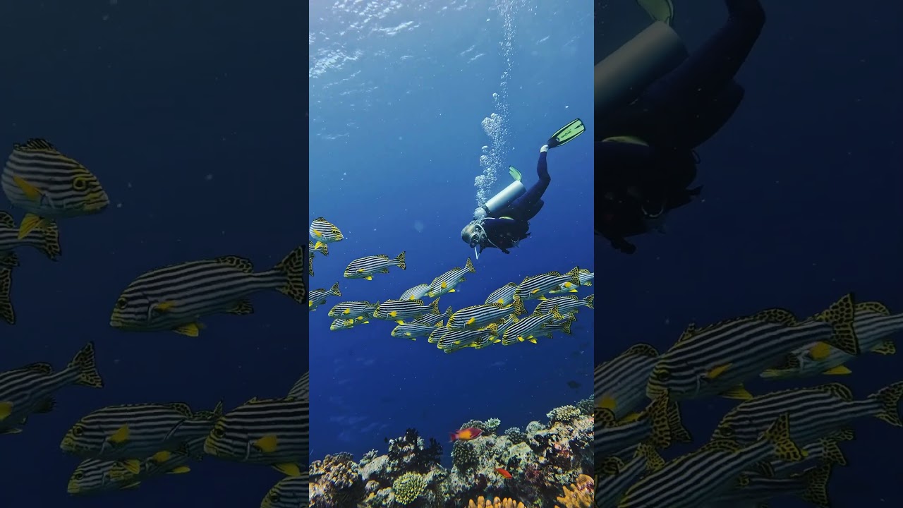 “Dive light, live bright. 🌞🤿 