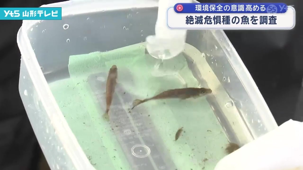 絶滅危惧種に指定されている魚 個体数調査