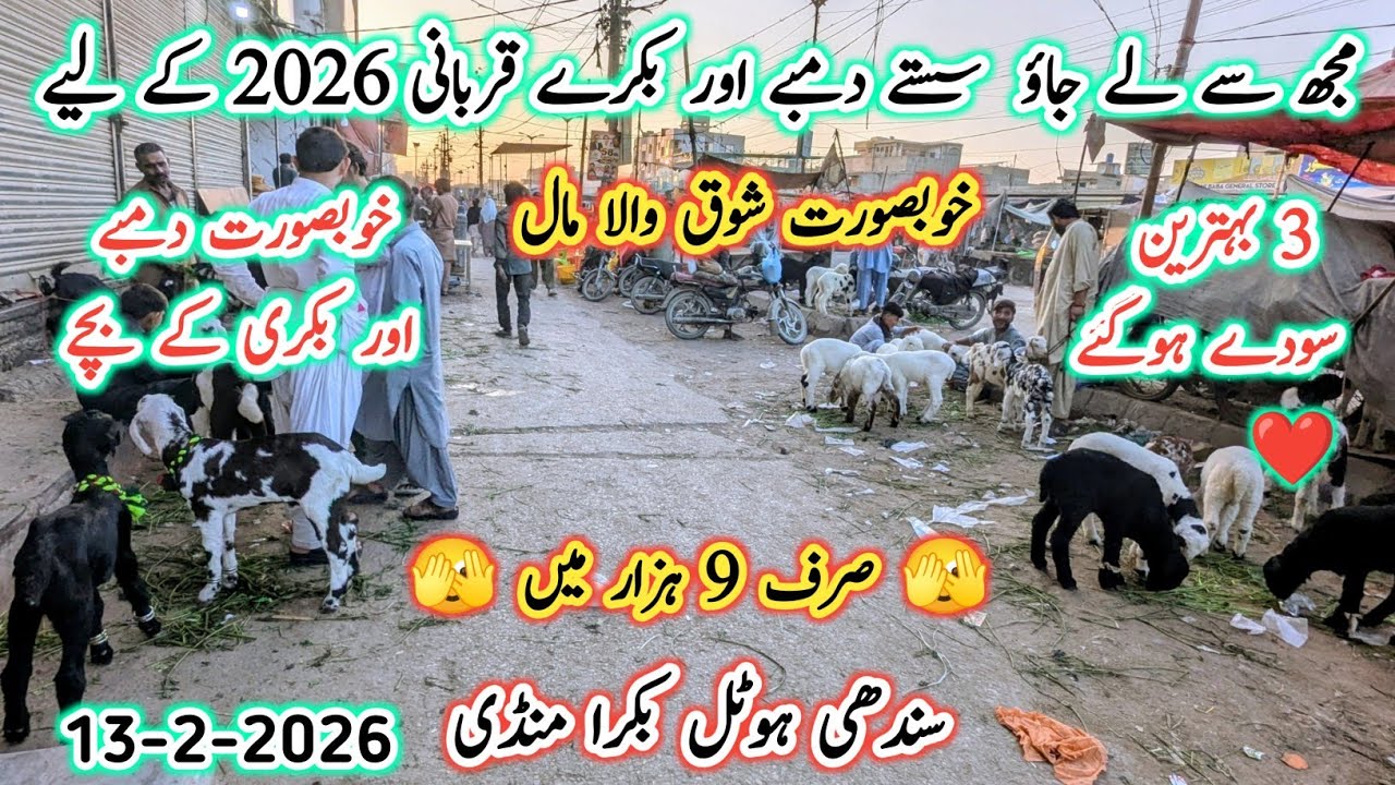Sindhi Hotel Bakra Mandi Karachi Latest Rates Update l 13 Feb 2026 l Bakra Mandi Latest 2026 l