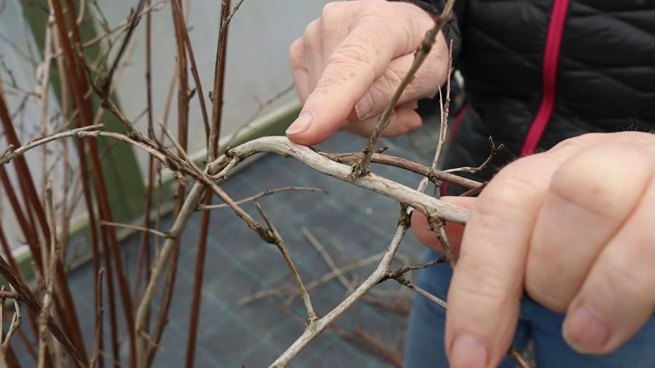 How To Prune Physocarpus In Spring