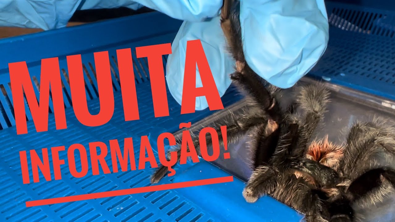 A razão que muitos criadores não querem uma tarântula macho.