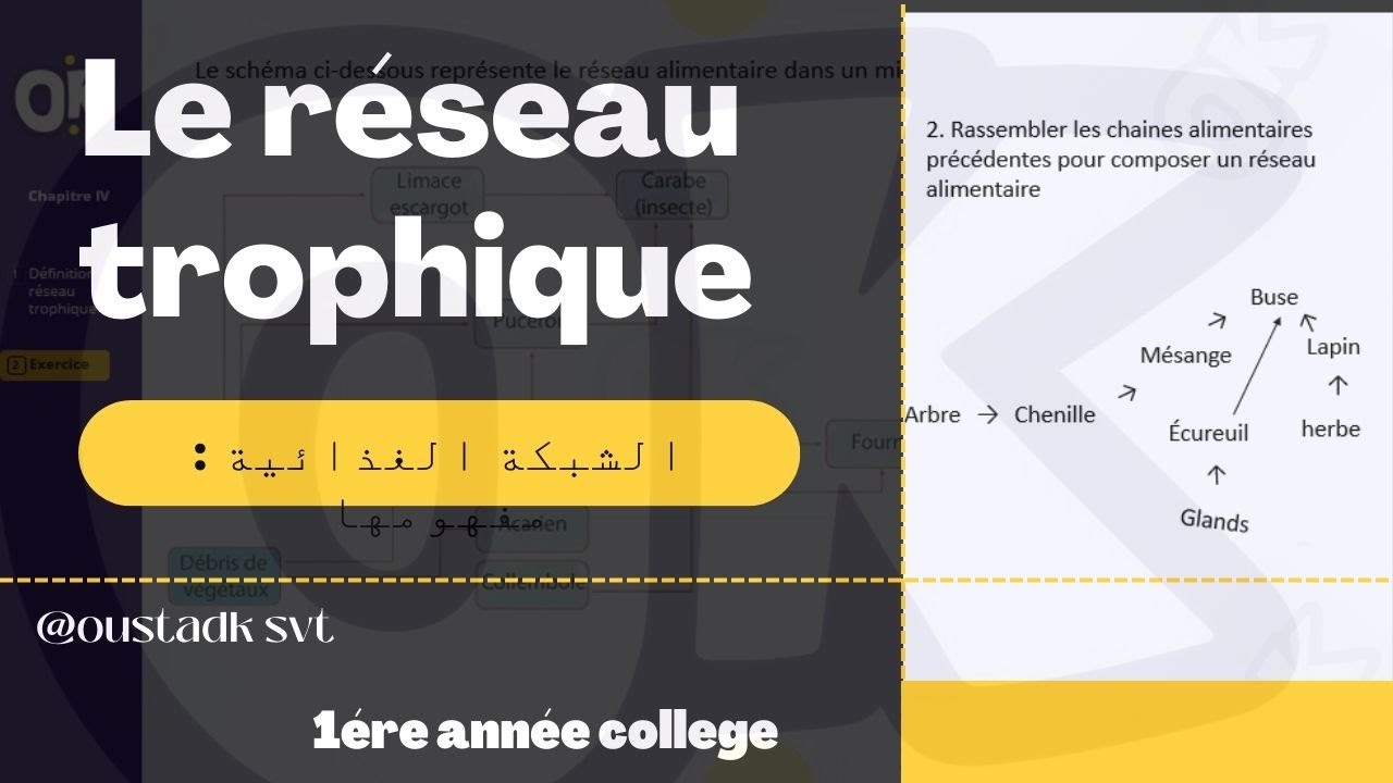 1AC | Le r&eacute;seau trophique