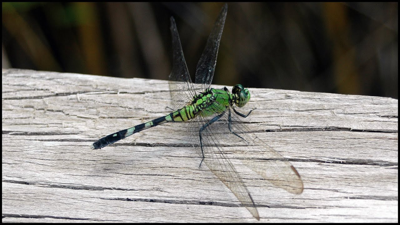 Dragonflies (Anisoptera)