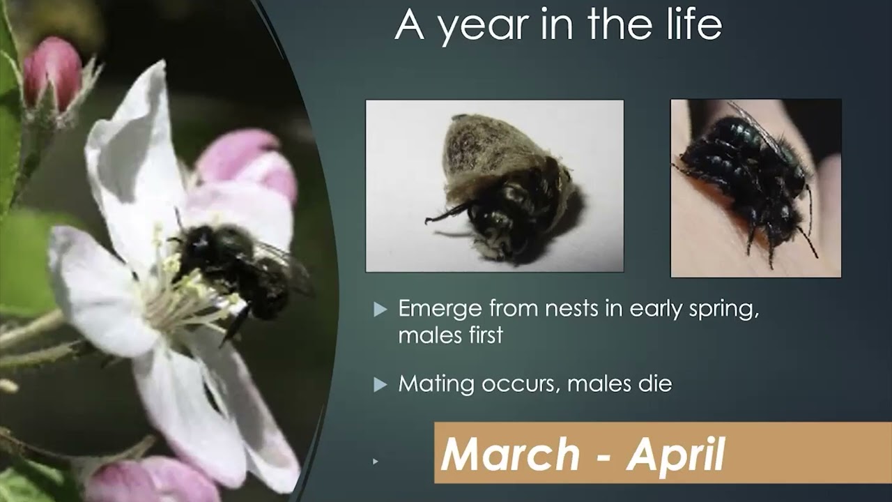Orchard Mason Bees with OSU Master Gardeners