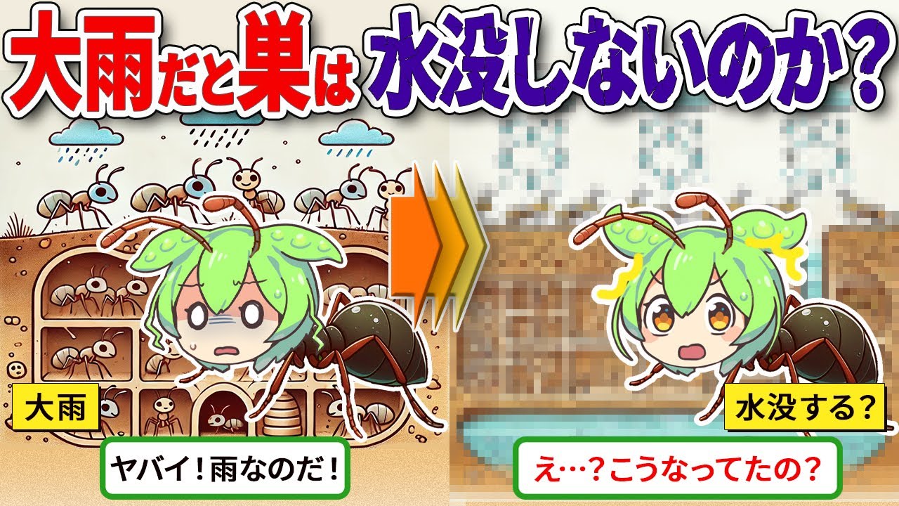 【99％知らない】雨が降ったらアリの巣はどうなるのか？【ずんだもん＆ゆっくり解説】