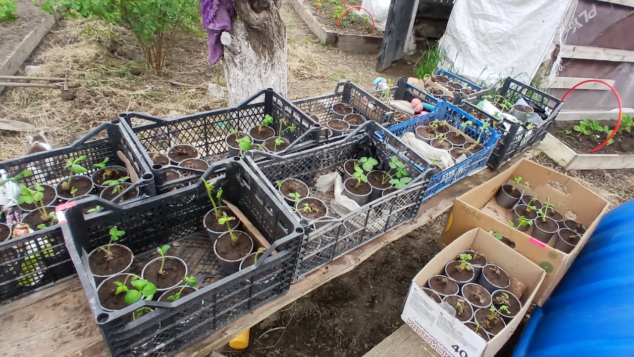 Новые сорта клубники, подкормка в мае🙂