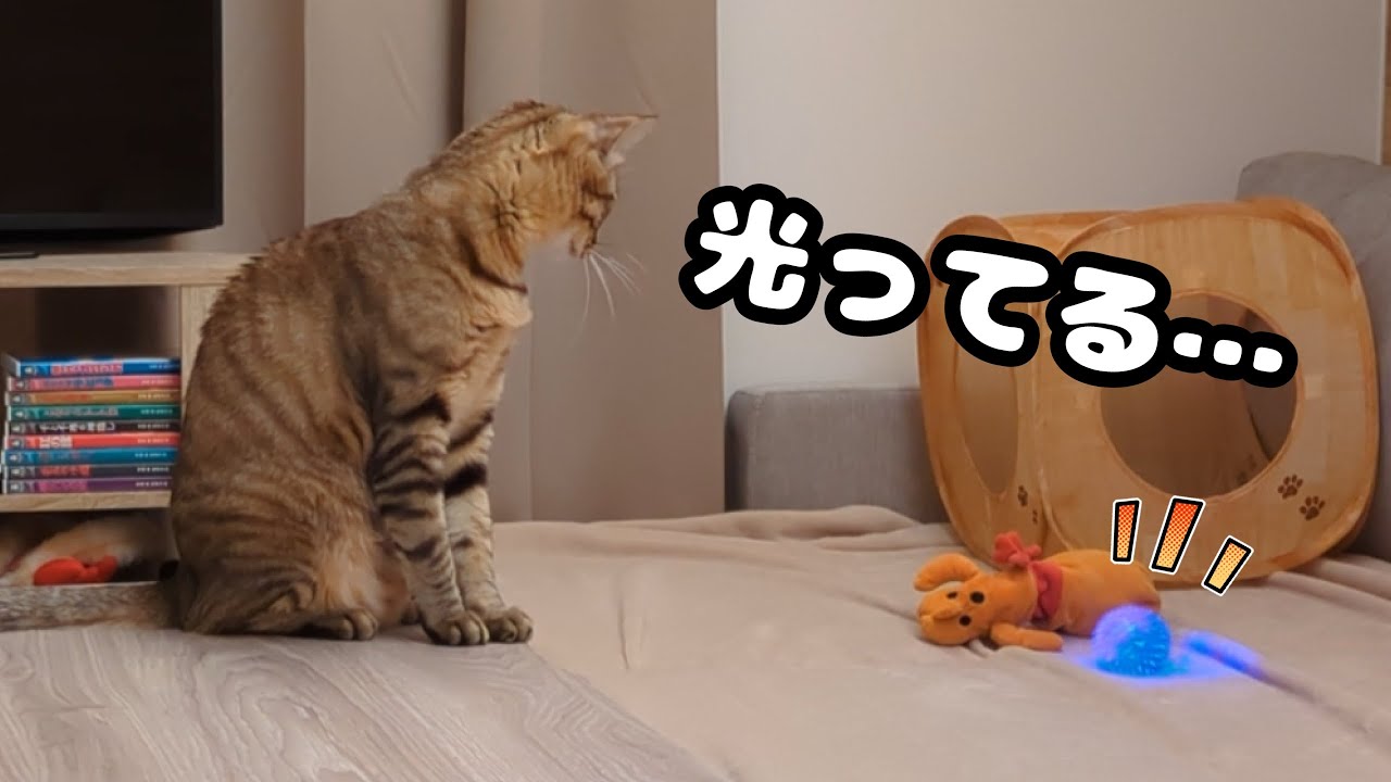 「光る＋ボール＋音が鳴る＝猫喜ぶ」を検証した結果がこちらです(*'ω'*)