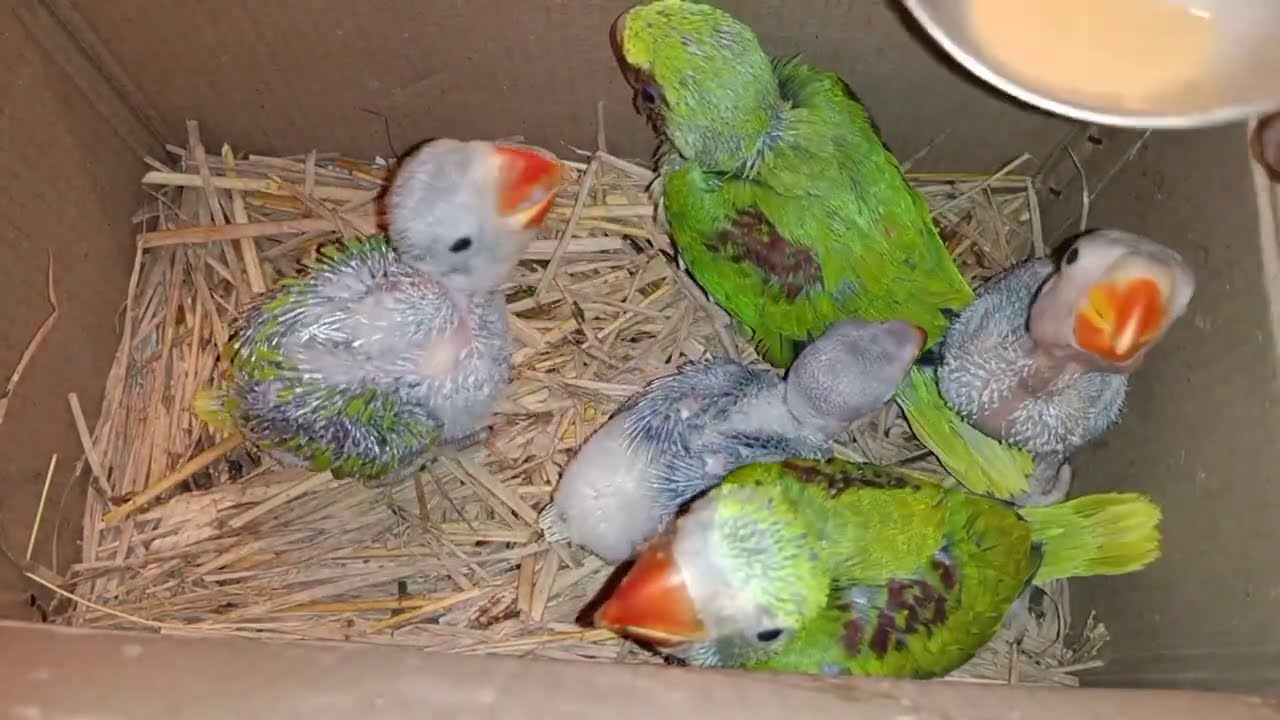 Parrot related full details information