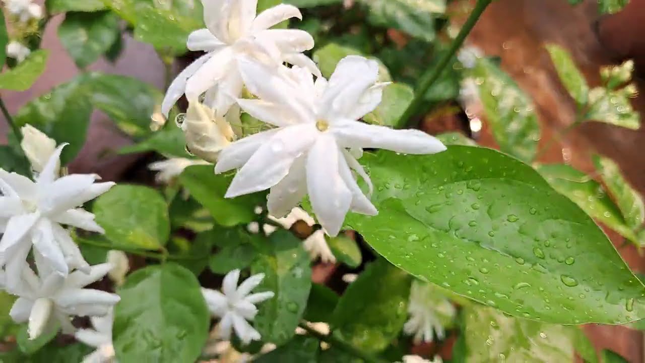 Madan Ban Flowers