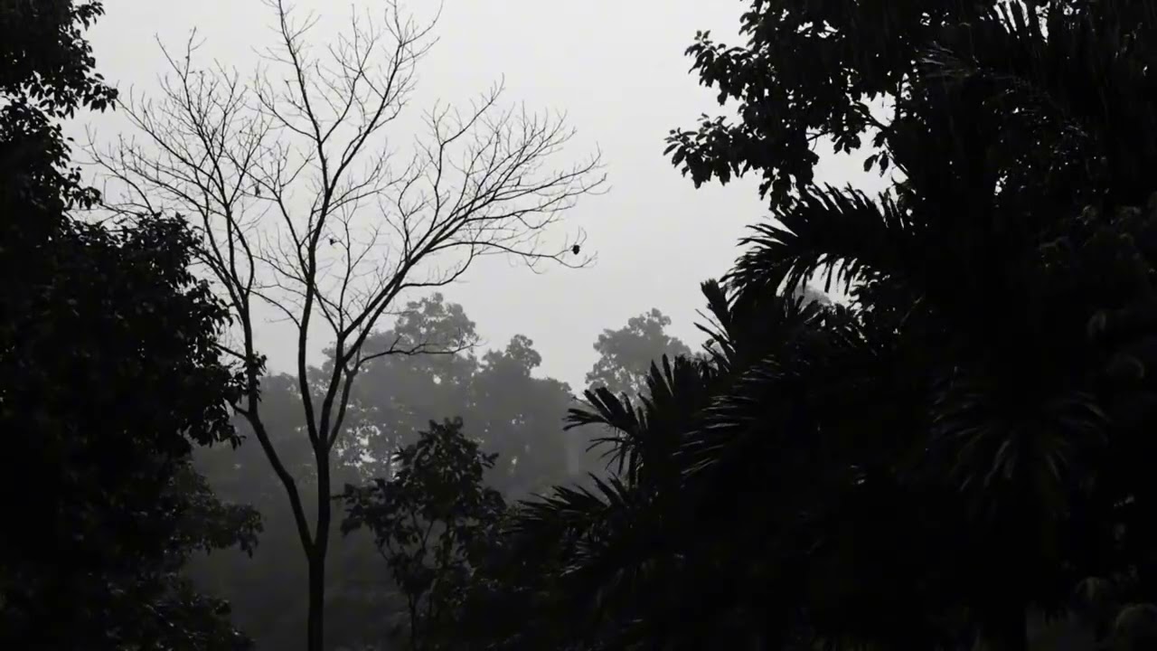 Forest Night Thunderstorm Rain Sounds for Calm Sleep and Stress Relief