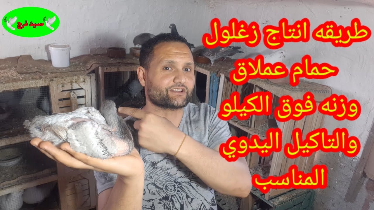 افضل #تهجين عملته في#الحمام وانتاج أضخم #زغلول حمام وزن فوق الكيلو وأفضل خلطه مكس#تاكيل يدوي