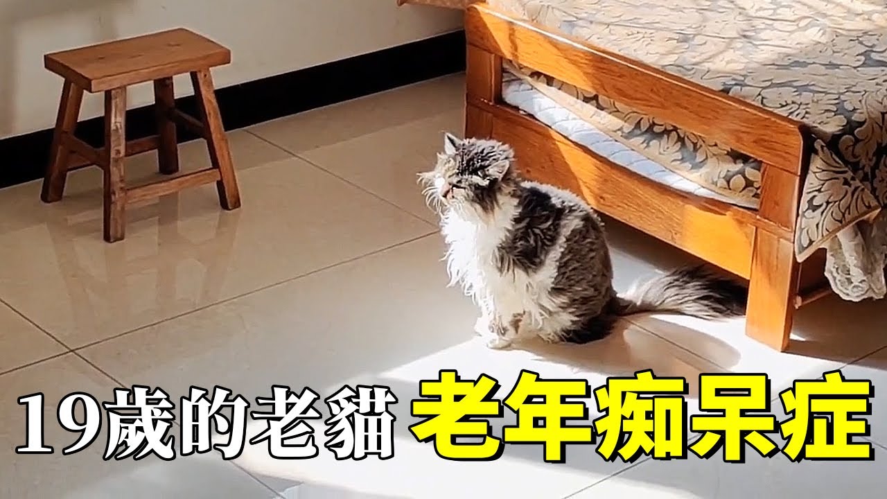 2005年領養的流浪貓老了...