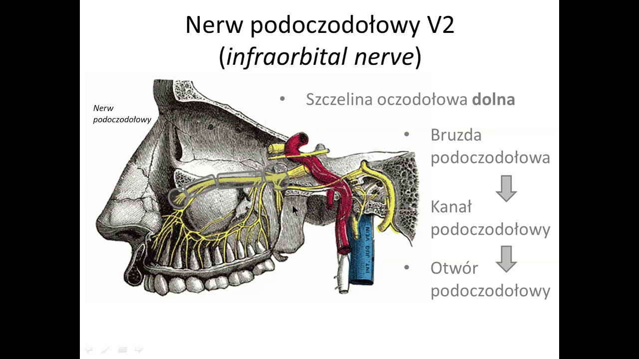 Nerw szczękowy V2