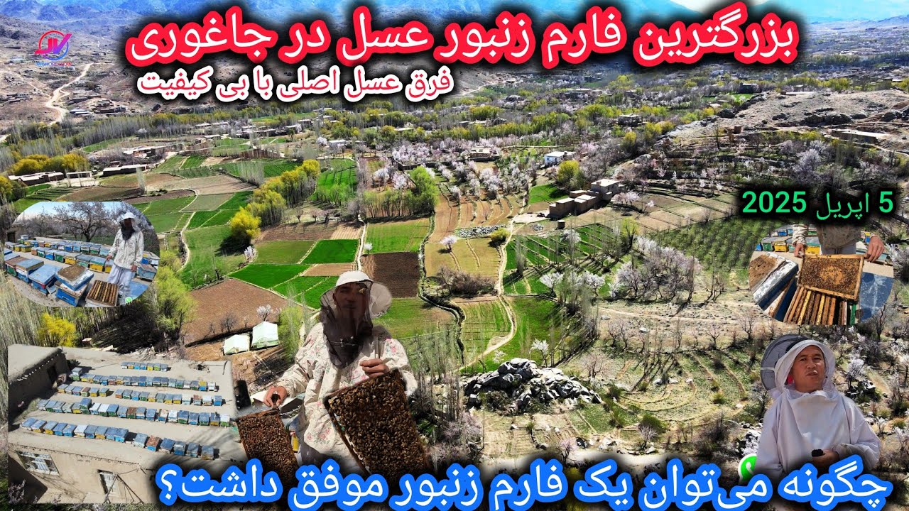 بزرگترین فارم زنبور داری درسنگماشه جاغوری🐝🥀با چندین سال سابقه کاری🤷‍♂️نکات مهم زنبور داری🤔🤔