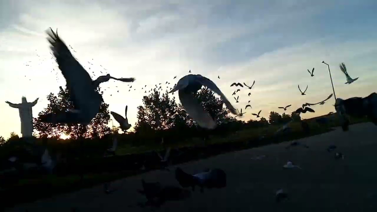 Gołębie młode wypuszczenie z miejscowości Świebodzin