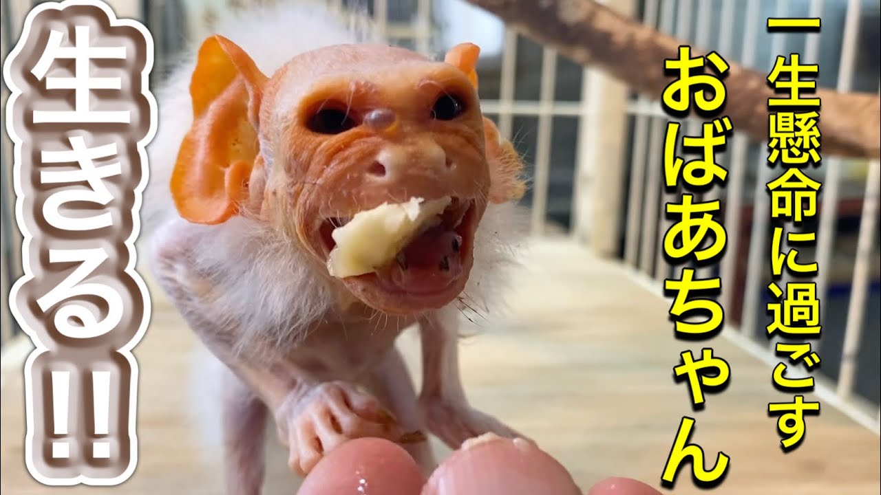 寿命の倍以上も長生き中のおばあちゃん猿♪毎日を逞しく生きるおばあちゃんにリスペクトです！