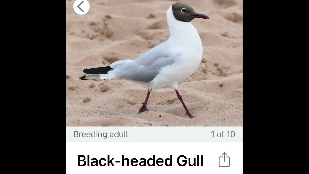 The Birds of Camargue, France (with French subtitles)