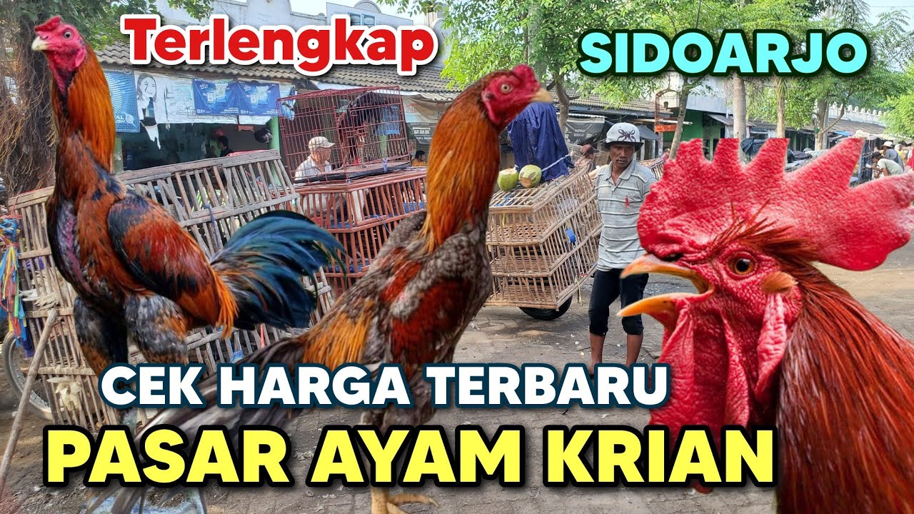 CEK HARGA TERBARU ‼️ PASAR AYAM KRIAN SIDOARJO | PASAR KRIAN | PASAR BURUNG KRIAN #pasarayam #unggas