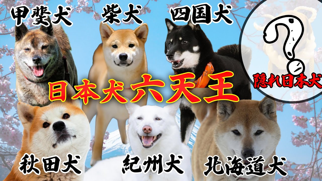 サクッと分かる日本犬 日本犬じゃなかった意外な犬とは…