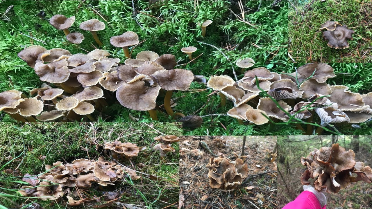 🍄21/11/2018🍄EP 40🍄#เก็บเห็ดในป่าฟินแลนด์  มาเด้อๆๆพี่น้องเก็บเห็ดกันจ้า🍄Mushrooms 🍄ชีวิตต่างแดน