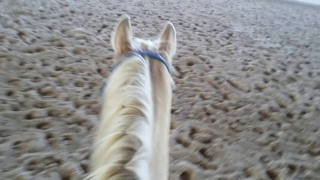 How To Get A Lazy Horse To Stay Loping Part1