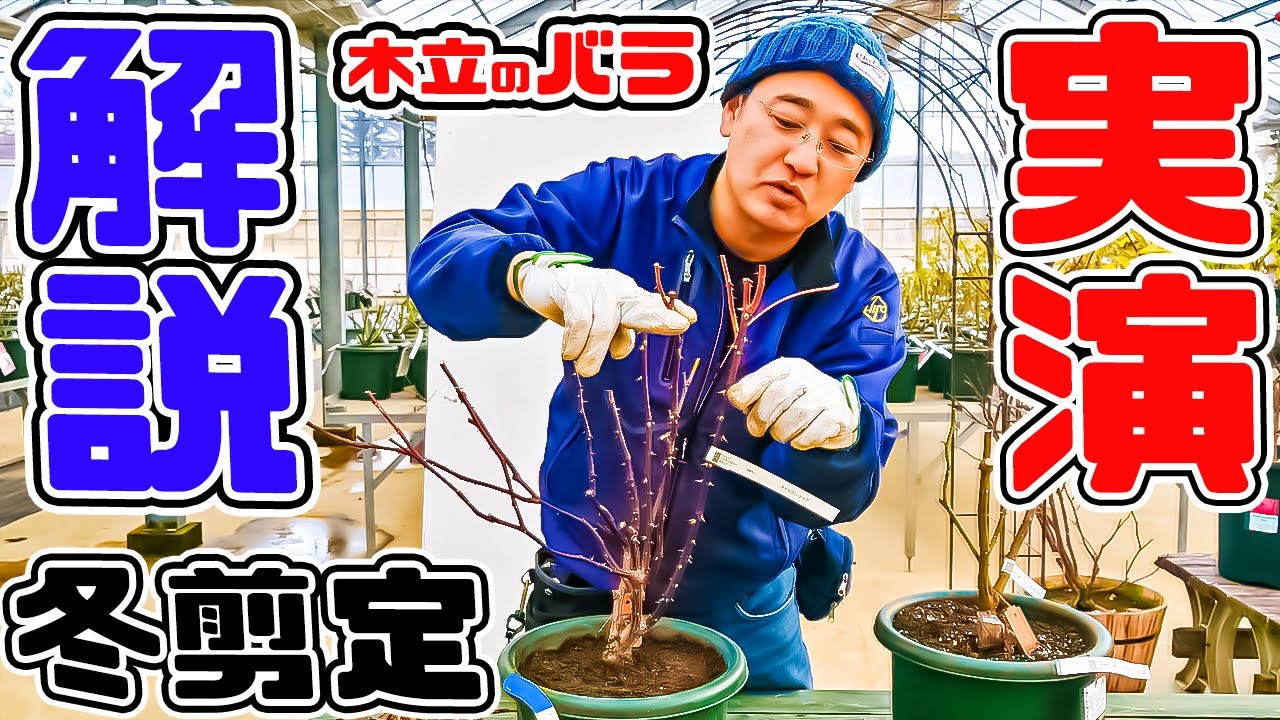 【分かりやすく解説&しっかり実演!】「木立のバラの冬剪定」【高木大輔さん】