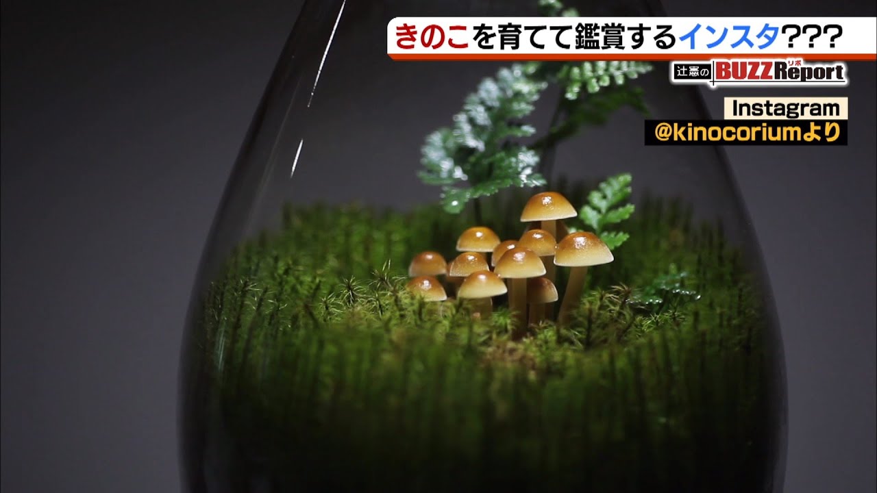 エノキやナメコが映える！『きのこリウム』の世界...小さな癒し空間がＳＮＳで話題に（2020年1月16日）