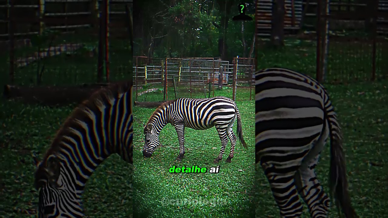 PORQUE A ZEBRA E LISTRADA ??  ...  #curiosidades  #biologohenrique  #zebra