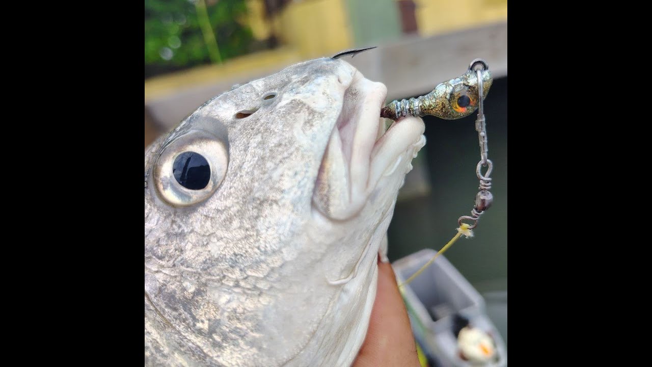 FOUND SCHOOL'S OF BLACK DRUM UNDER THE DOCKS-CORPUS FISHING-ANGLURE JIGHEADS-PADRE ISLE CANAL'S-